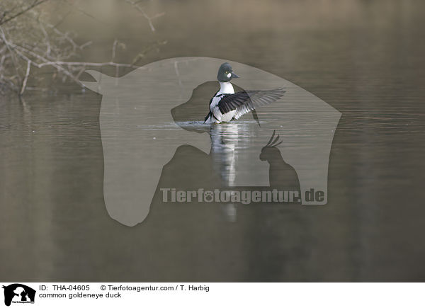 Schellente / common goldeneye duck / THA-04605