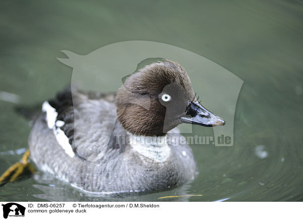 Schellente / common goldeneye duck / DMS-06257