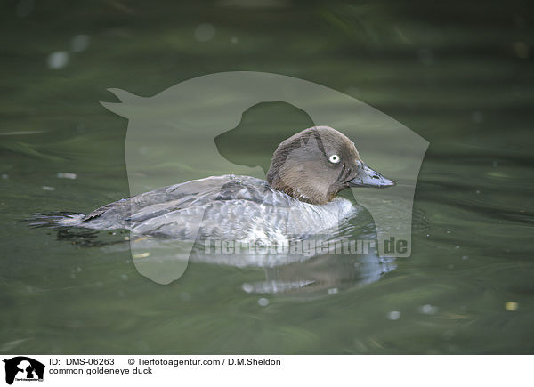 Schellente / common goldeneye duck / DMS-06263
