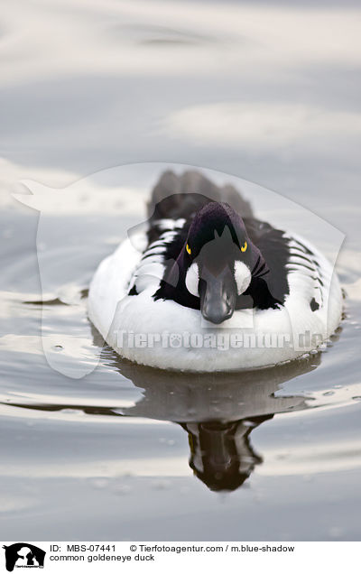 common goldeneye duck / MBS-07441