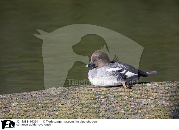 common goldeneye duck / MBS-16391