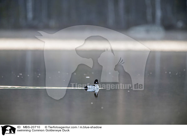 swimming Common Goldeneye Duck / MBS-20710