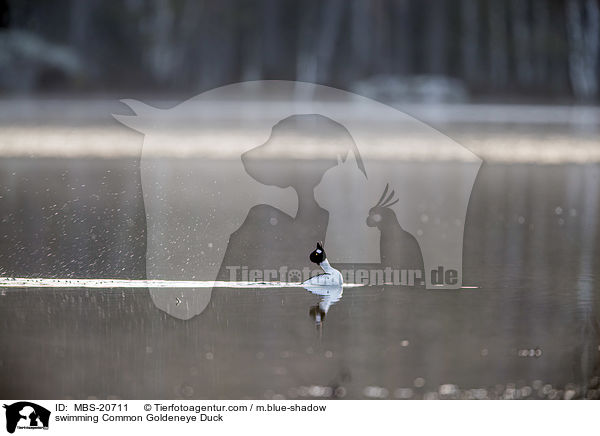 swimming Common Goldeneye Duck / MBS-20711