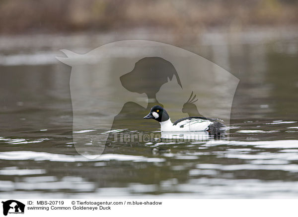 swimming Common Goldeneye Duck / MBS-20719