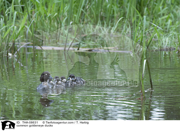 Schellenten / common goldeneye ducks / THA-08631
