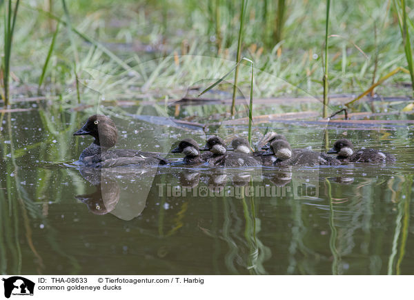 Schellenten / common goldeneye ducks / THA-08633