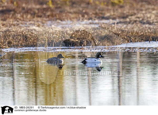common goldeneye ducks / MBS-26291