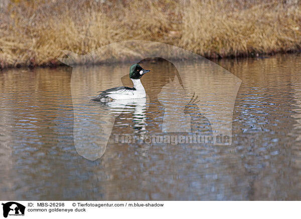 common goldeneye duck / MBS-26298