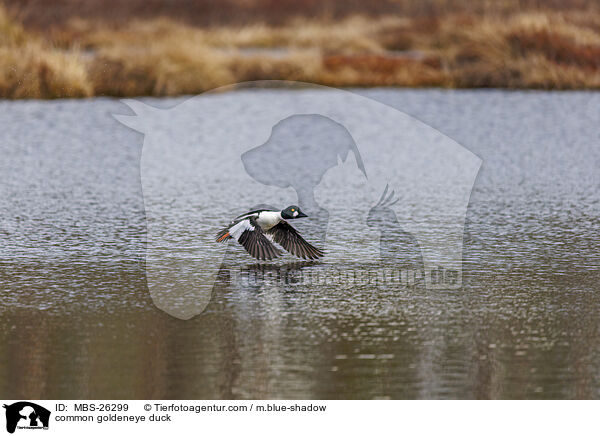 Schellente / common goldeneye duck / MBS-26299