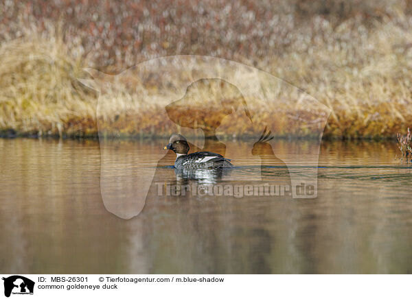 Schellente / common goldeneye duck / MBS-26301