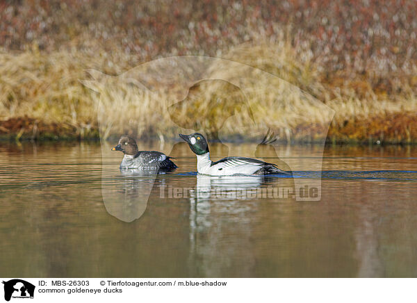 common goldeneye ducks / MBS-26303