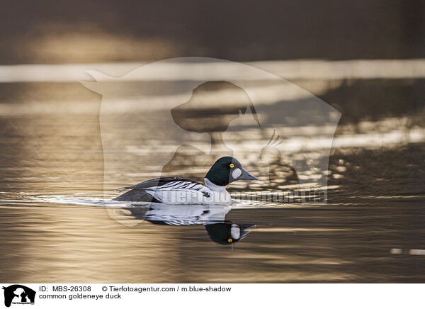 Schellente / common goldeneye duck / MBS-26308