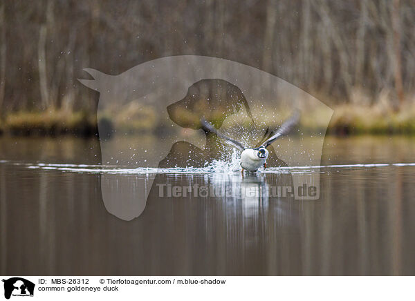 Schellente / common goldeneye duck / MBS-26312