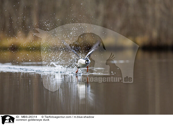 Schellente / common goldeneye duck / MBS-26314