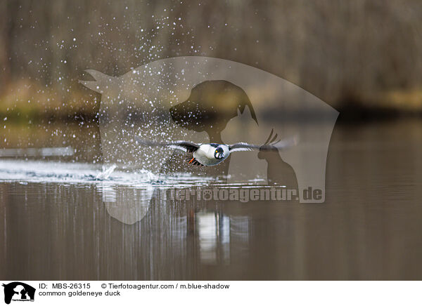 common goldeneye duck / MBS-26315