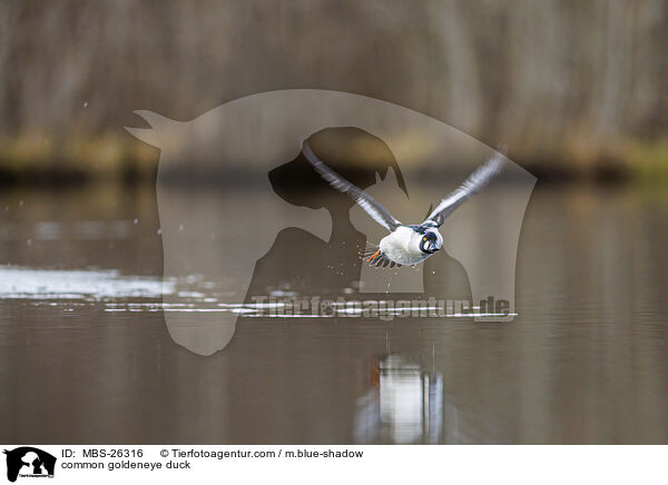 common goldeneye duck / MBS-26316