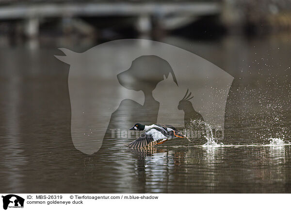 Schellente / common goldeneye duck / MBS-26319
