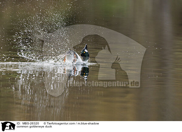 Schellente / common goldeneye duck / MBS-26320