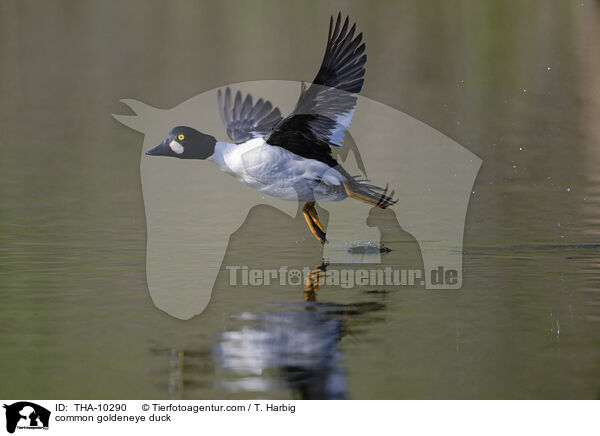 Schellente / common goldeneye duck / THA-10290