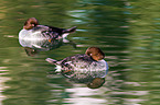 common goldeneye ducks