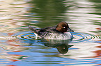 common goldeneye duck