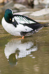 common goldeneye duck