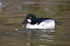 common goldeneye duck