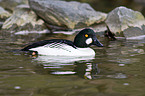 common goldeneye duck