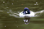 common goldeneye duck