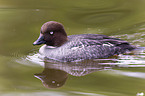 common goldeneye duck