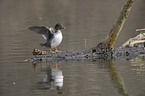 common goldeneye duck