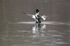 common goldeneye duck