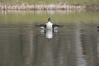 common goldeneye duck