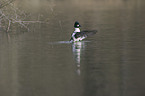 common goldeneye duck