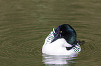 common goldeneye duck