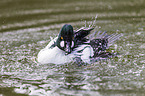 common goldeneye duck