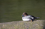common goldeneye duck