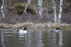 swimming Common Goldeneye Ducks