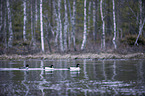 swimming Common Goldeneye Ducks
