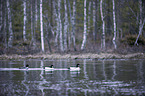 swimming Common Goldeneye Ducks