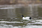 swimming Common Goldeneye Duck