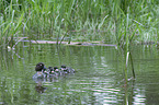 common goldeneye ducks