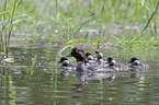 common goldeneye ducks