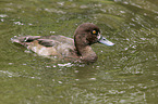 swimming Common Goldeneye Duck