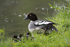 goldeneye duck