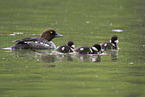 goldeneye duck