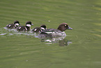 goldeneye duck