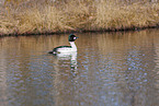 common goldeneye duck