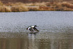 common goldeneye duck