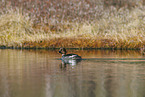 common goldeneye duck